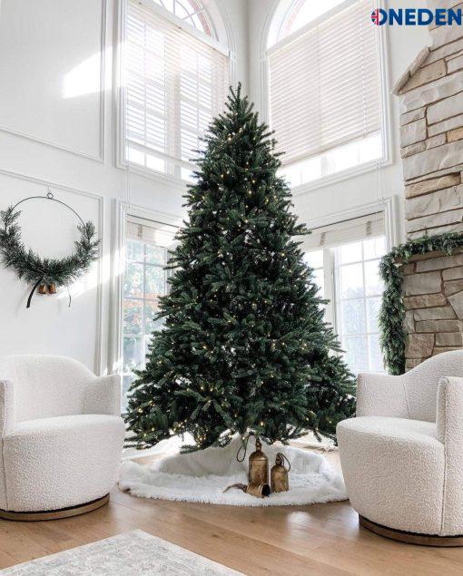 king fraser fir king of christmas